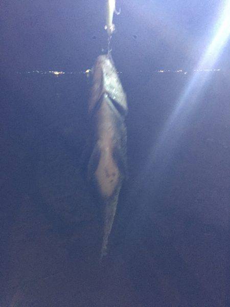 シーバス狙ってました。笑