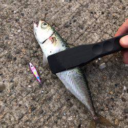 ジグサビキでアジ・サバ!