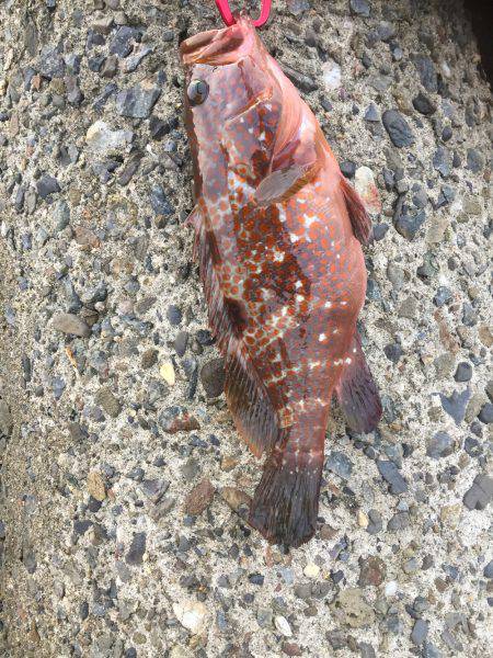 シーバスはどこに？