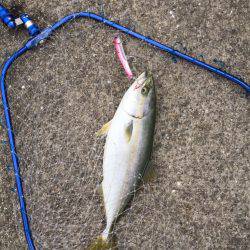 ケンサキイカとハマチ