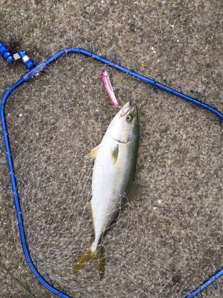 ケンサキイカとハマチ