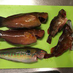 ちょい投げ釣行