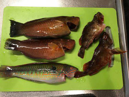 ちょい投げ釣行