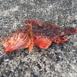 初シイラゲーム！&カマッシング