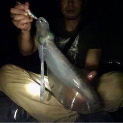 親イカまだいけます