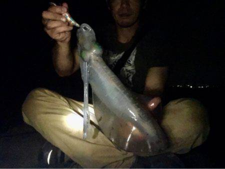 親イカまだいけます