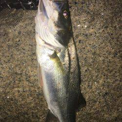 淀川 チャレンジ❗️