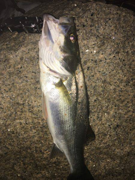 淀川 チャレンジ❗️