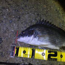 南港でチニング&うなぎ