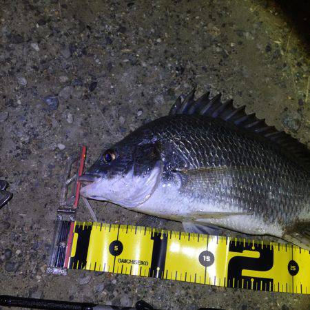 南港でチニング&うなぎ