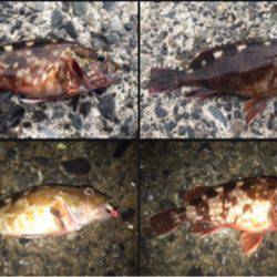 アジの回遊なし！？