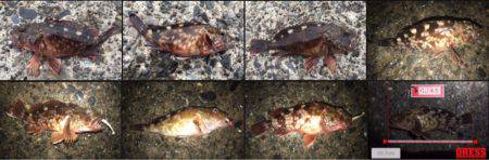 アジの回遊なし！？