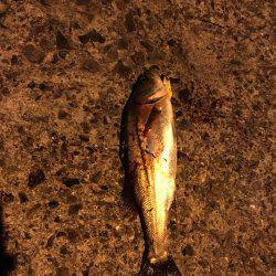 足元からアタック！