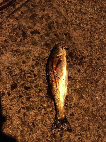 足元からアタック！