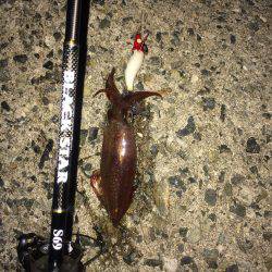 神明ライトエギング