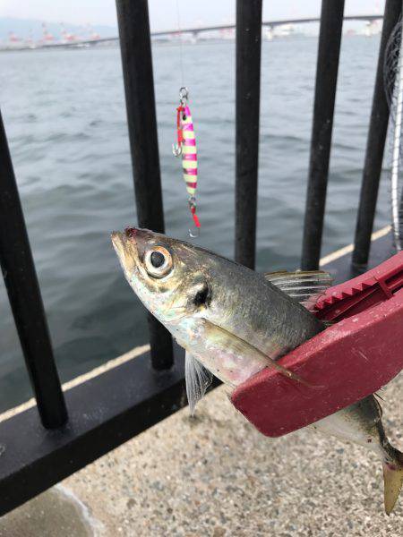 やっぱりタチウオは楽しい