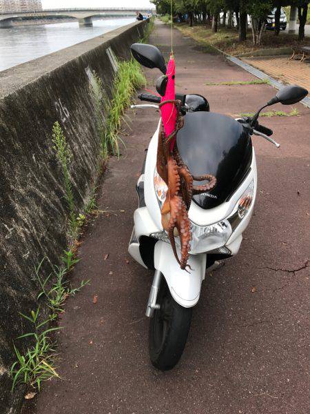 タコ釣れた！