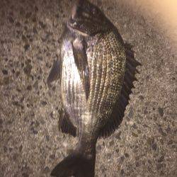 シーバスがいない(T . T)