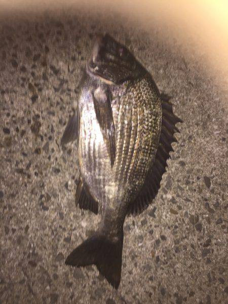 シーバスがいない(T . T)