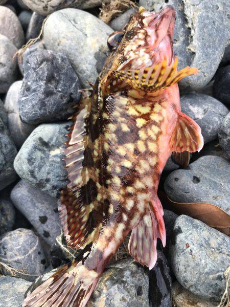 ロックフィッシュ