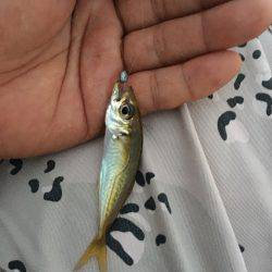 フィッシングポイント✖️34 第２回豆アジングカップin福井