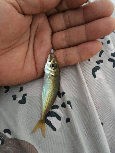 フィッシングポイント✖️34 第２回豆アジ…