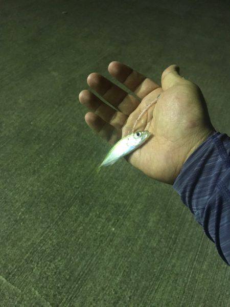 アジを求めてランガン