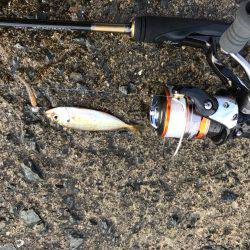 リハビリアジング。