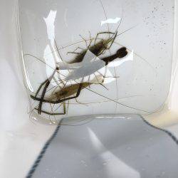 ラストスパート手長エビ