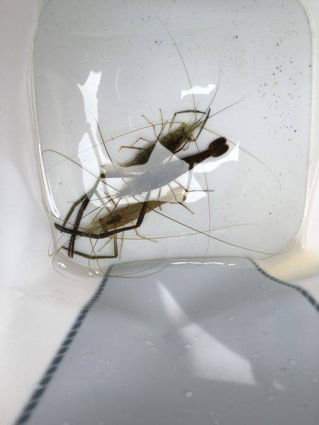 ラストスパート手長エビ