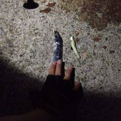 タチウオ釣れてますよーー