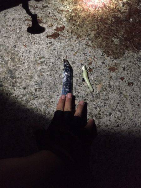 タチウオ釣れてますよーー