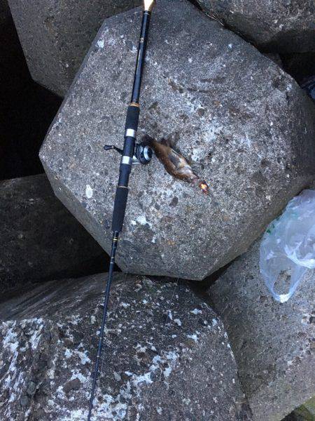 ロックフィッシュ狙い