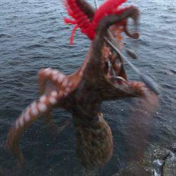 裏切らないタコ達！