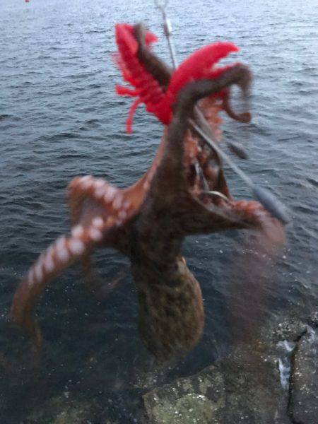 裏切らないタコ達！