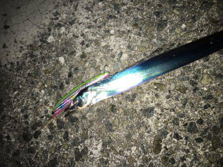 タチウオ 数は多い