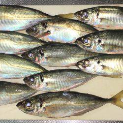 五目釣り&マイカ釣り