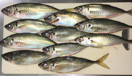 五目釣り&マイカ釣り