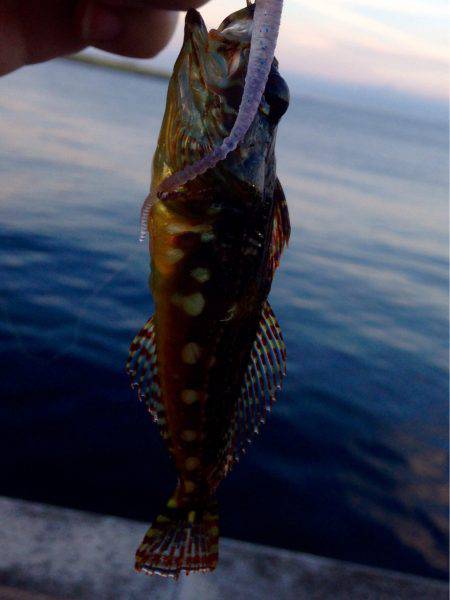 久しぶりのホーム