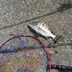 大磯港台風後クロダイ