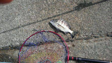 大磯港台風後クロダイ