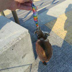 コスモで最後の春いか