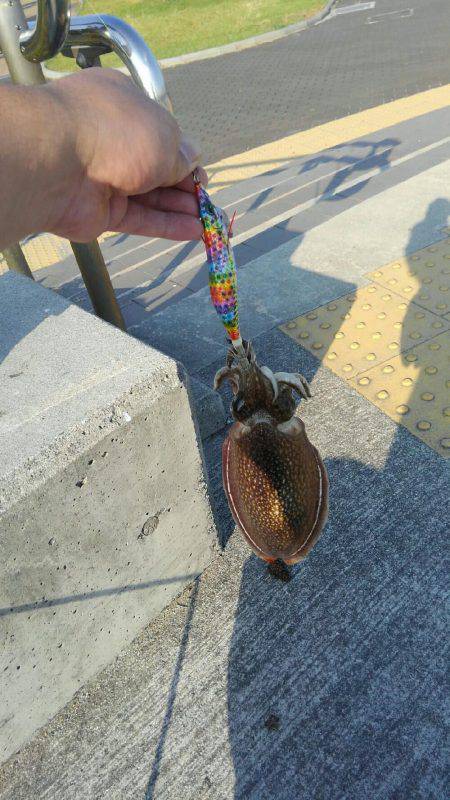 コスモで最後の春いか