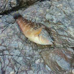 ガルプ！ジグサビキ！