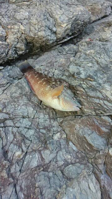 ガルプ！ジグサビキ！