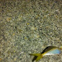 アジ！イワシ！