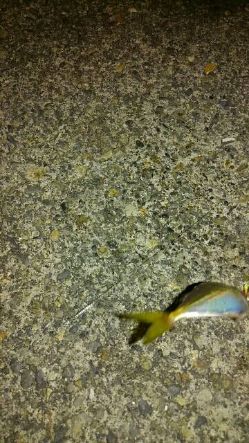 アジ！イワシ！