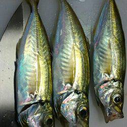 音海でエビまき