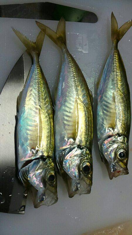 音海でエビまき