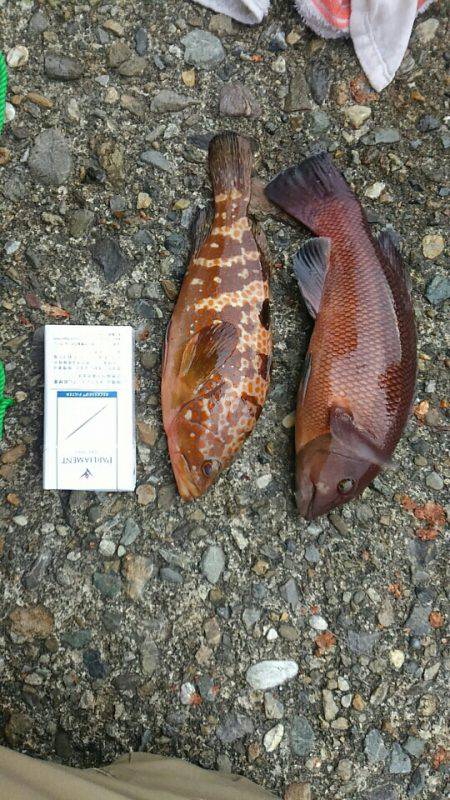 舞鶴のフカセ釣り